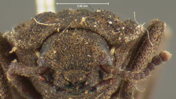 Media type: image;   Entomology 924 Aspect: head frontal view